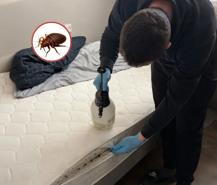 Technicien traitant un matelas contre les punaises de lit à Chamigny